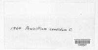 Penicillium candidum image